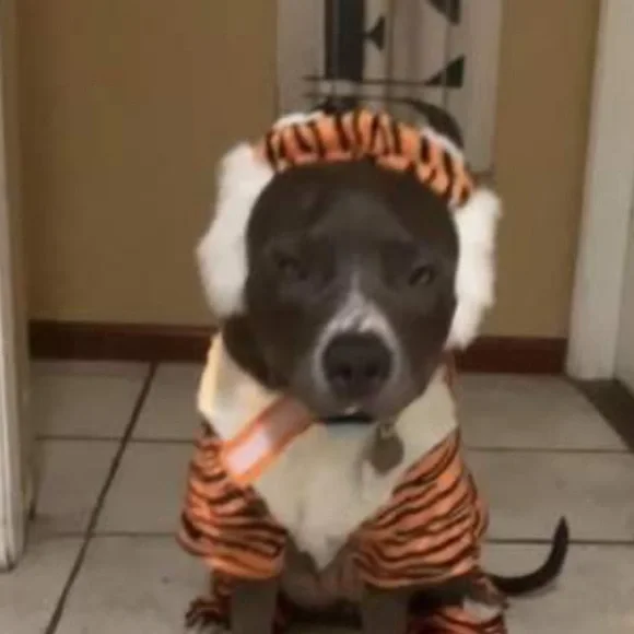 NEW Hyde and Eek tiger set dog or cat Halloween costume size M - Picture 4 of 9